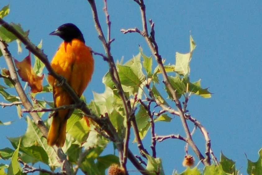 Baltimore Oriole