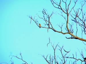 bluebird