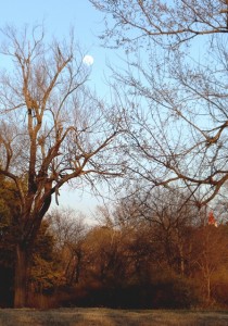 Moon above Sacred Heart